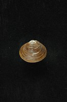 藏品(臺灣蜆)的圖片